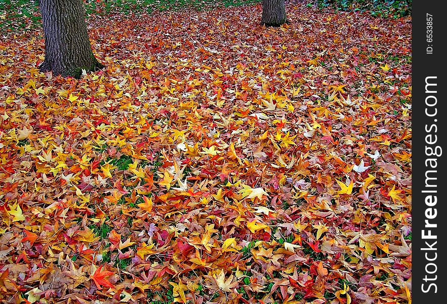 Colorful leaves on the ground. Colorful leaves on the ground