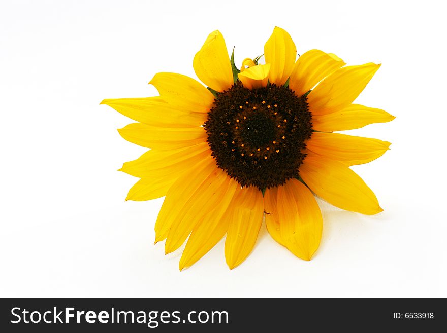 Yellow  sunflower on a white background. Yellow  sunflower on a white background