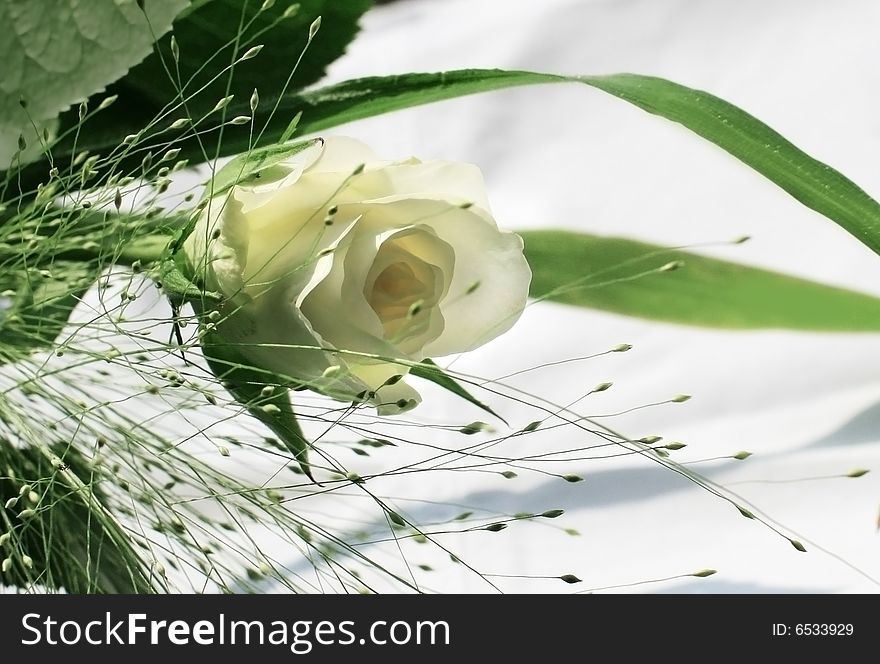 White roses over white background - perfect isolated for your text