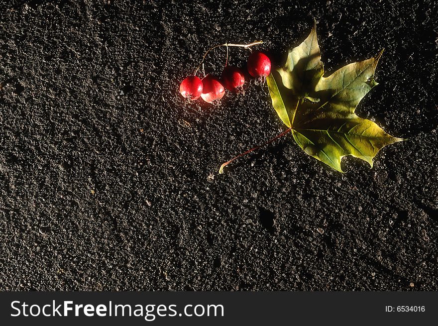 Maple leaf and hawthorn berries