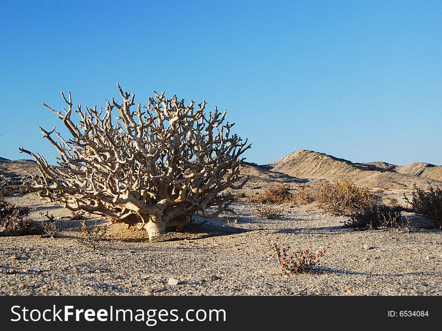 Namibian landscape. South-west of Namibia, Atlantic Coast. Namibian landscape. South-west of Namibia, Atlantic Coast.