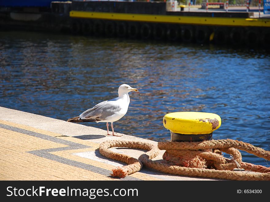 Seagull into port