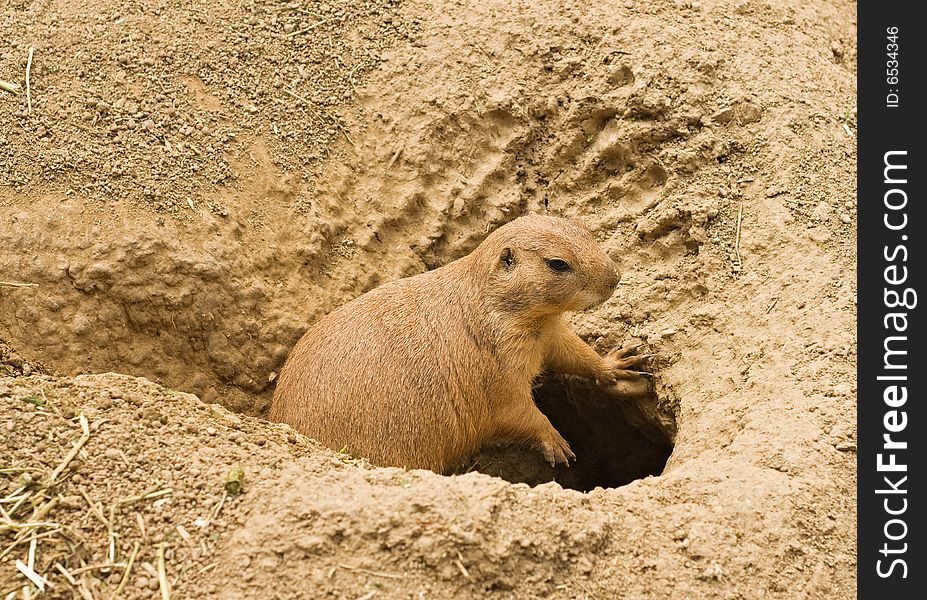 Prairie dog lean on the ground in front of the hole. Prairie dog lean on the ground in front of the hole