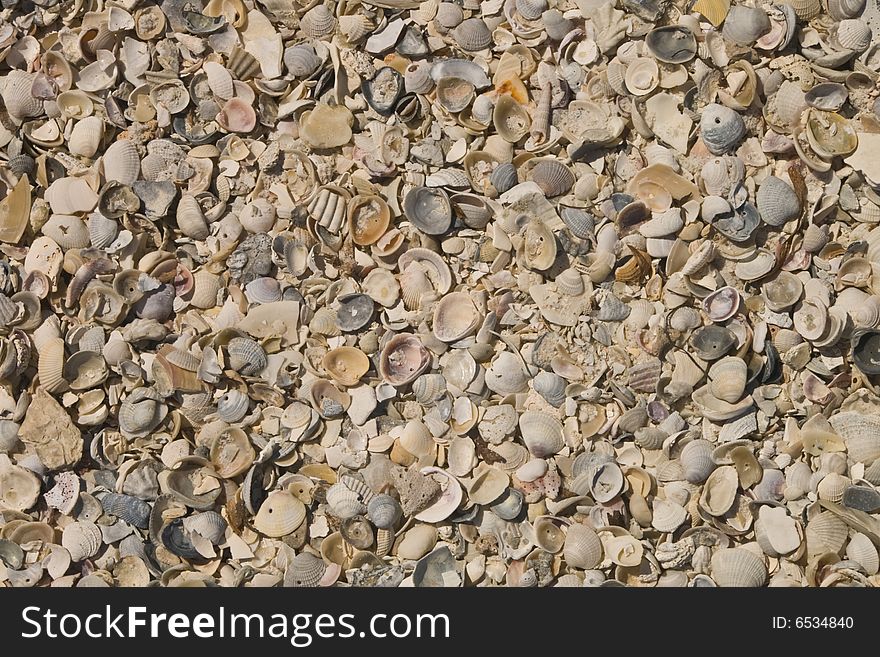 Shells washed up on the beach