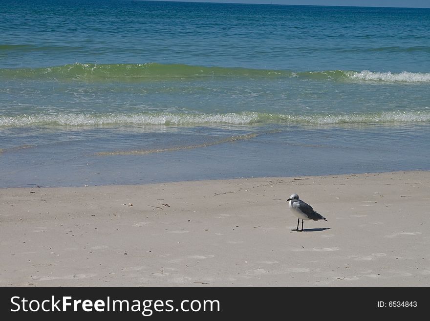 A lone bird on the beach. A lone bird on the beach