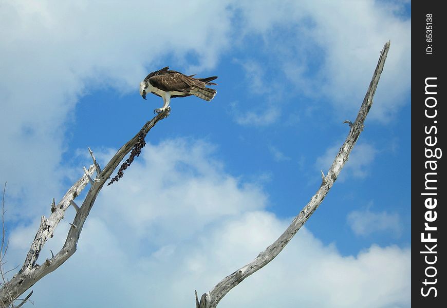 White hawk on top of branch