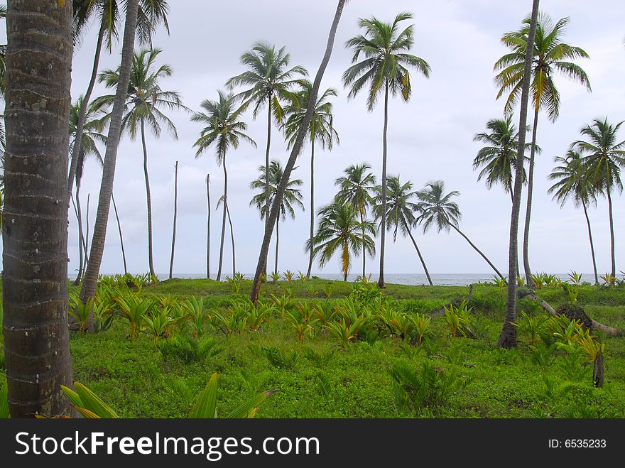 Jungle is full of coconut trees with tropical beach in Caribbean Se. Jungle is full of coconut trees with tropical beach in Caribbean Se