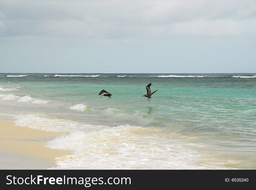 Two herons dive for fish along the beach in the Caribbean Sea. Two herons dive for fish along the beach in the Caribbean Sea