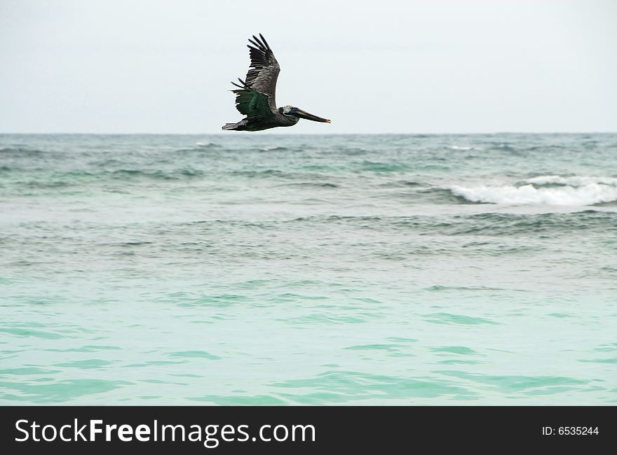 A heron flies over the Caribbean Sea in search dee a meal. A heron flies over the Caribbean Sea in search dee a meal