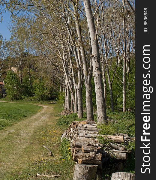 Some felled and chopped logs in front of trees. Some felled and chopped logs in front of trees