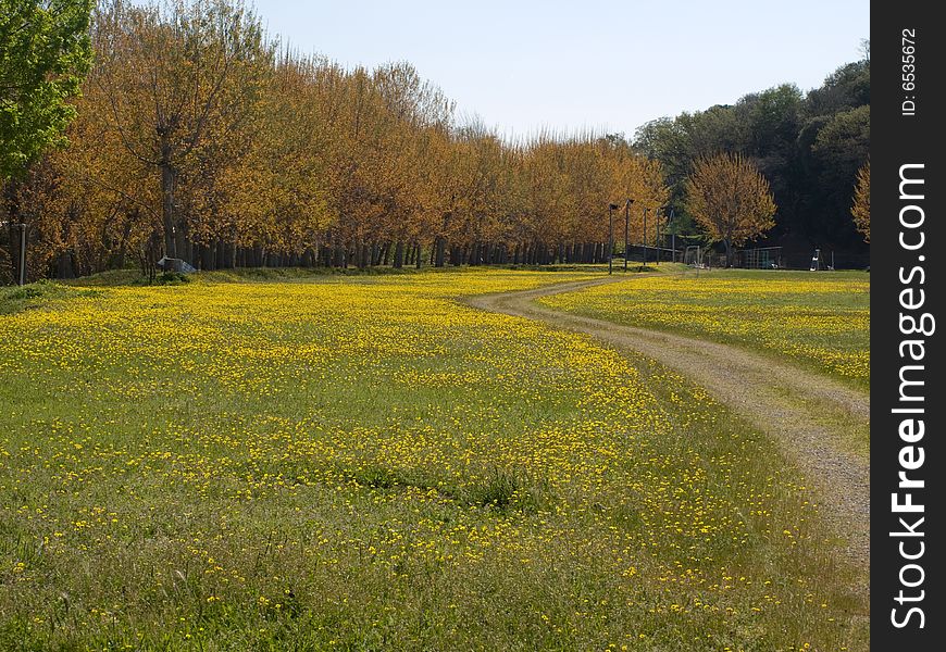 A path leading to some trees through a yellow field. A path leading to some trees through a yellow field