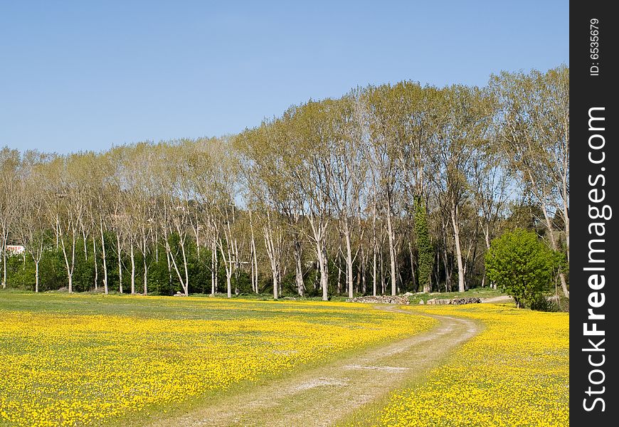 A path leading to some trees through a yellow field. A path leading to some trees through a yellow field