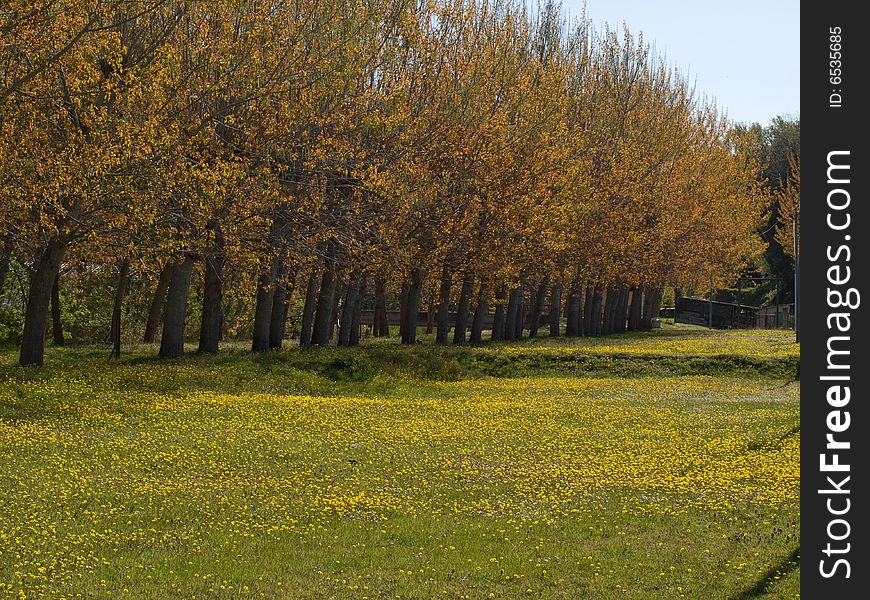 Some trees at the back of a yellow field