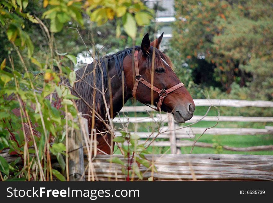 A quarter horse peers around a bush. A quarter horse peers around a bush