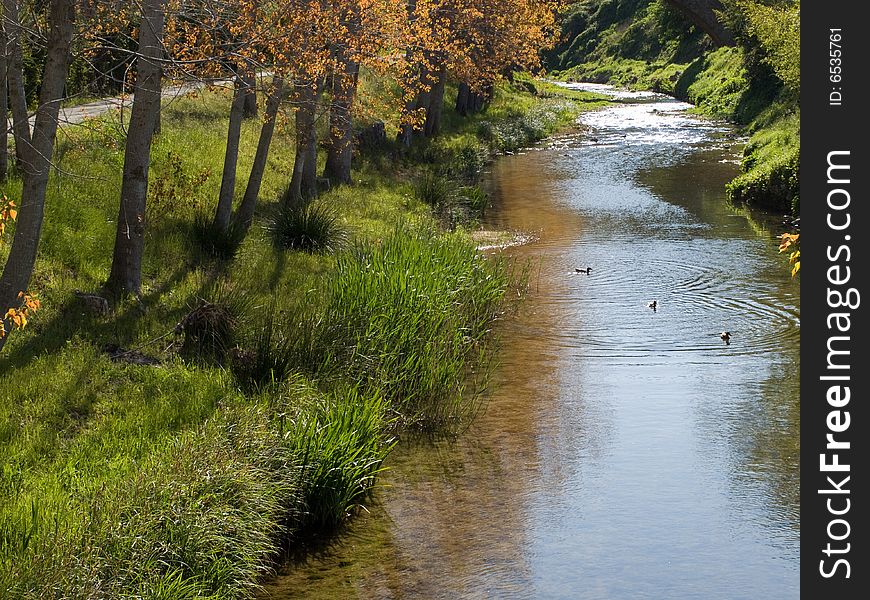 Trees And River