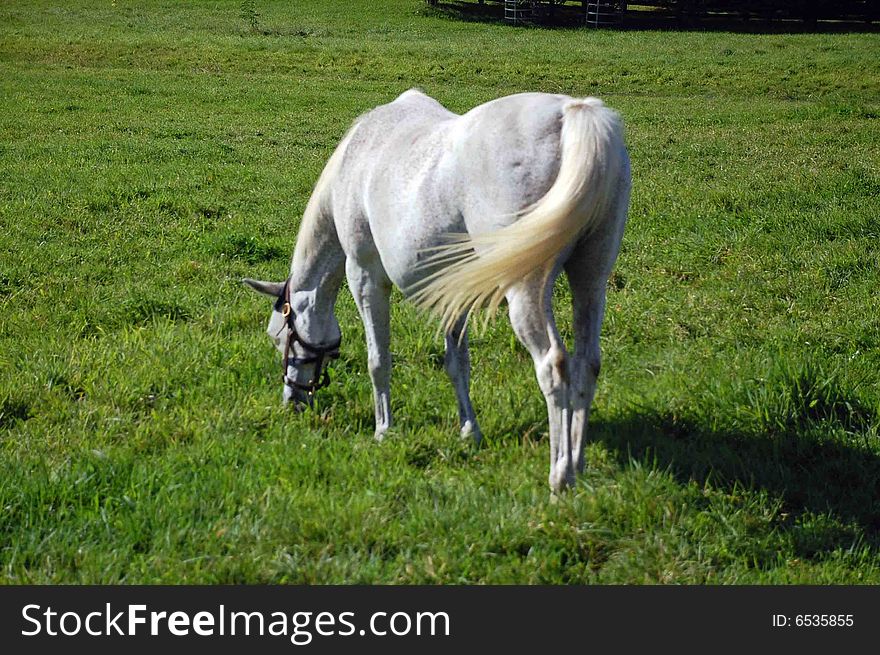 Arabian Horse Grazing