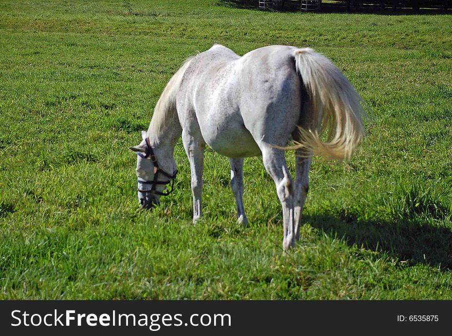 Arabian Horse Grazing