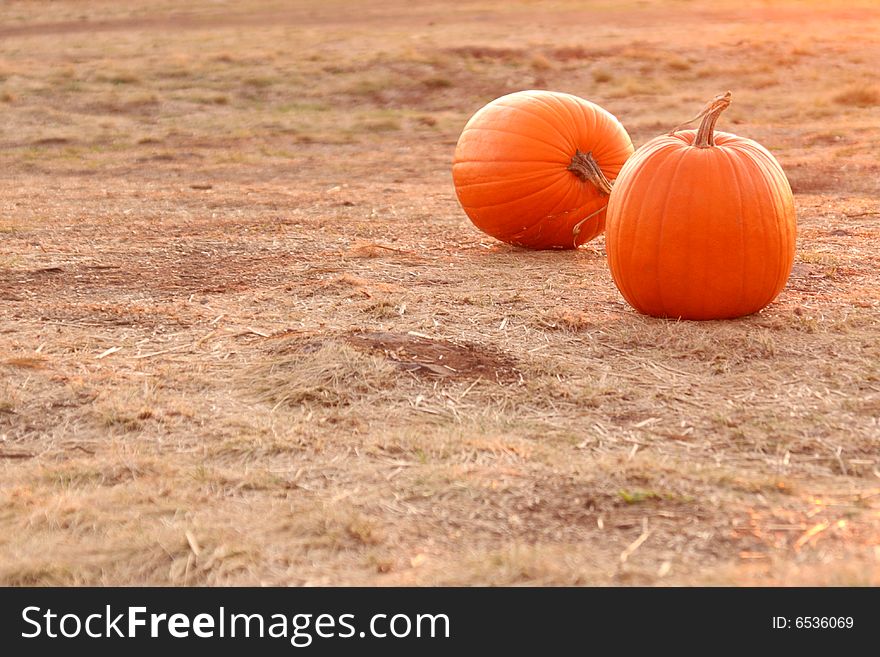 Two round orange pumpkins in a field. Two round orange pumpkins in a field