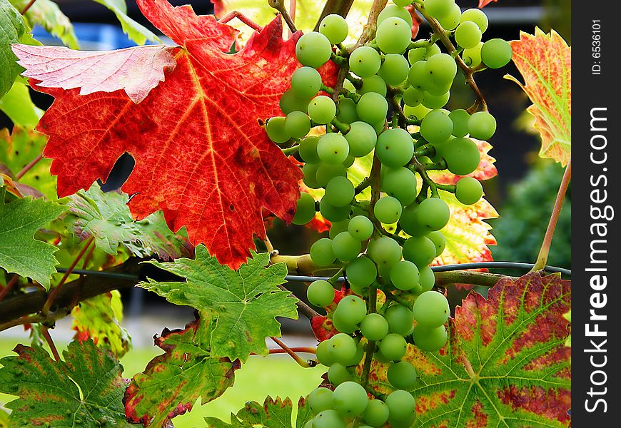 Green bunches of grapes and autumn colours