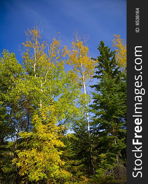 Yellow, green, and blue sky in a September image of the Sax Zim bog of the North Woods of Minnesota