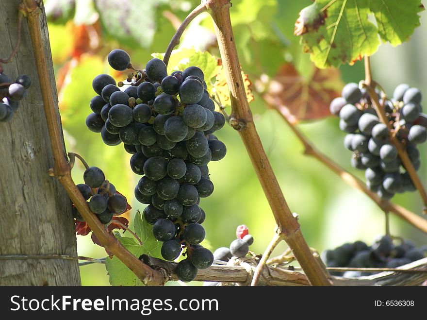 This is a picture of purple grapes growing on the vine in a vineyard in Western Pennesylvania. This is a picture of purple grapes growing on the vine in a vineyard in Western Pennesylvania.