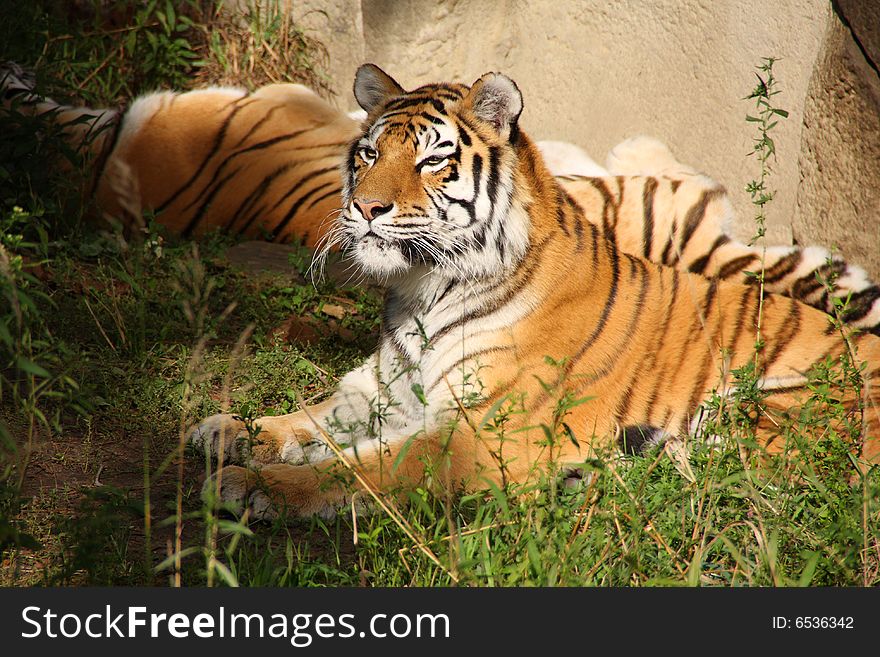 A siberian tiger lounging in the grass on a sunny day