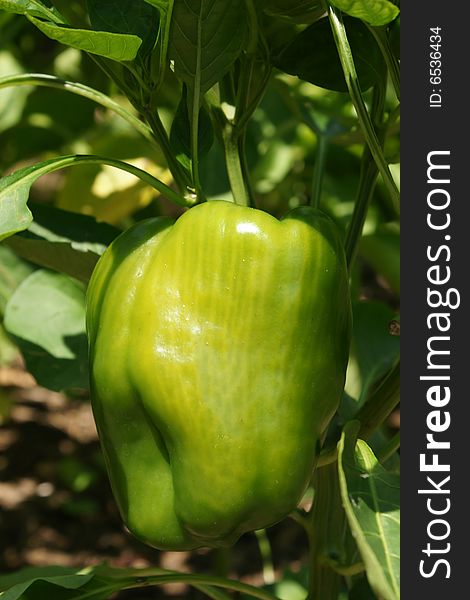 This is a green pepper growing on the pepper plant.