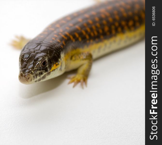 Adult pet male schneider skink.