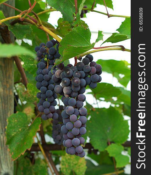 Two bunches of ripe purple grapes on vine. Two bunches of ripe purple grapes on vine