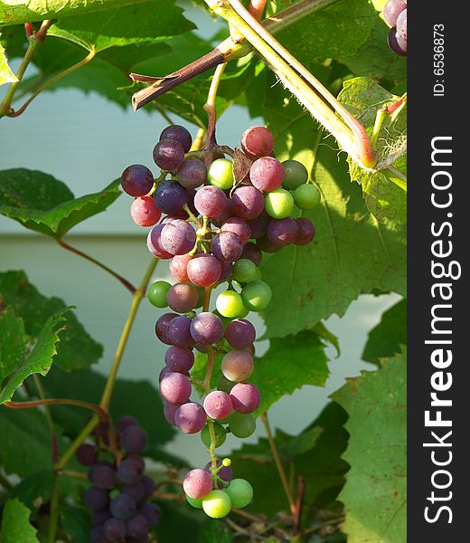 Ripe and unripe green and purple grapes on vine. Ripe and unripe green and purple grapes on vine