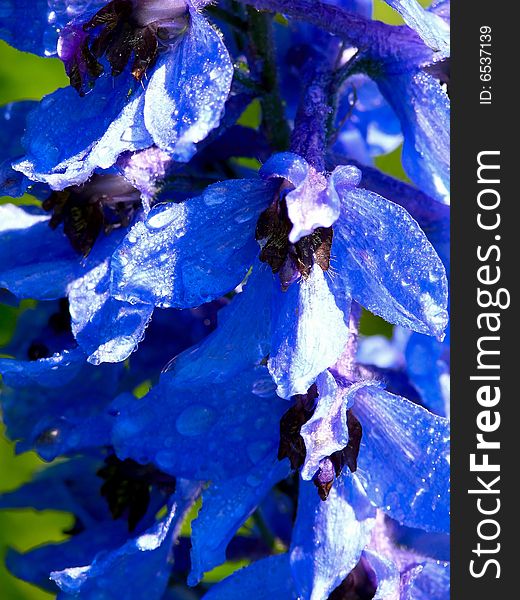 Petals of a dark blue cultivated flower.