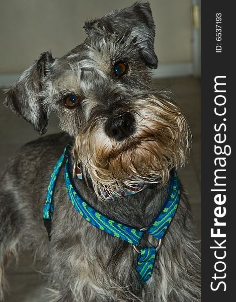 An indoor portrait of a miniature schnauzer tilting its head. The dog is wearing a designer harness. An indoor portrait of a miniature schnauzer tilting its head. The dog is wearing a designer harness.