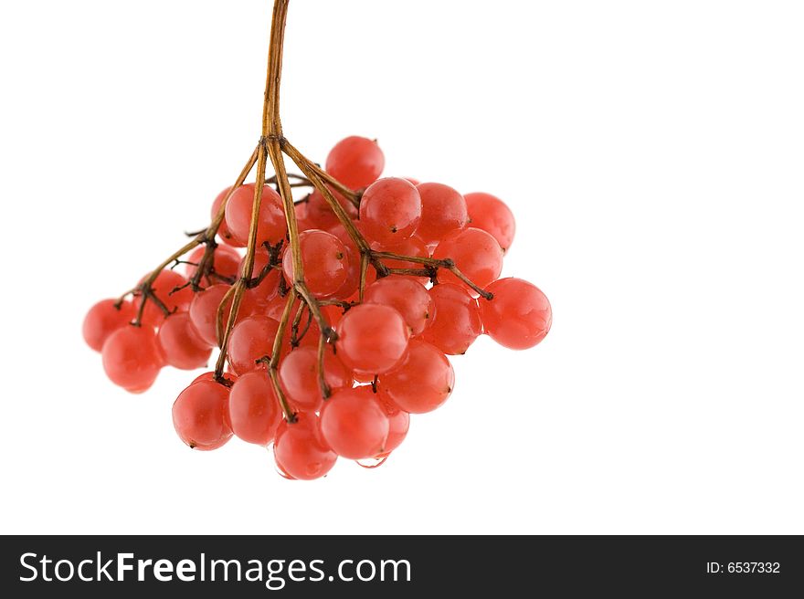 Bunch of red ashberry(Viburnum opulus)