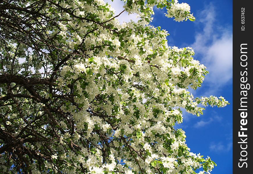 Dense apple blossoms  blue sky to right. Dense apple blossoms  blue sky to right