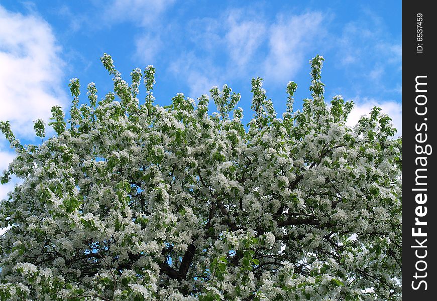 Apple blossoms with blue sky 2