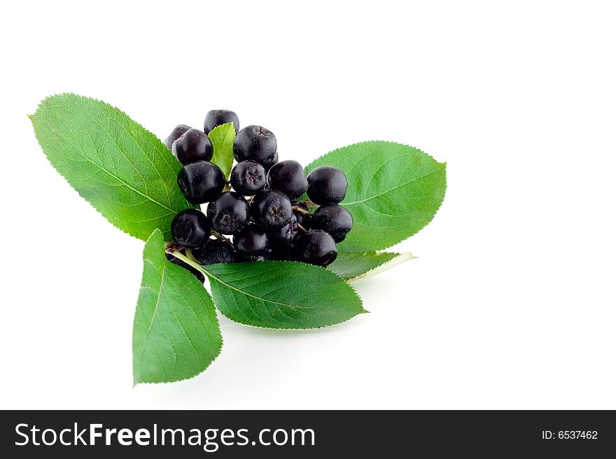 Bunch of black mountain ash on white background