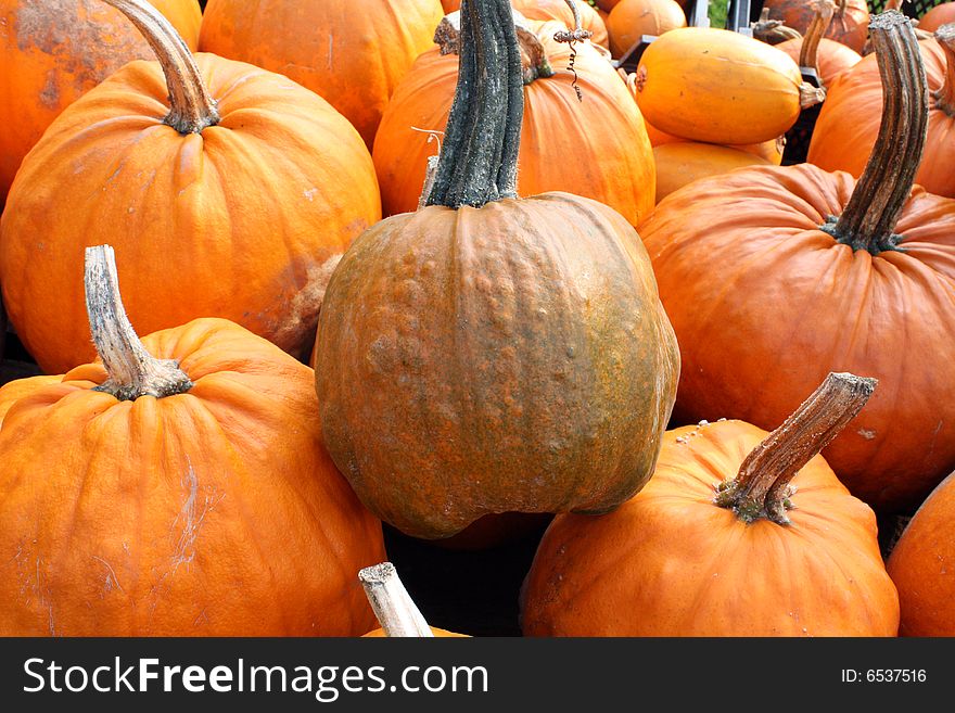 A group of large orange pumkins and gourds in the autumn sunshine. A group of large orange pumkins and gourds in the autumn sunshine