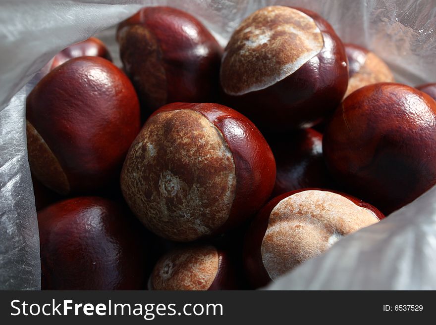 A bag of conkers or horse-chestnut, shiny and mahogany brown
