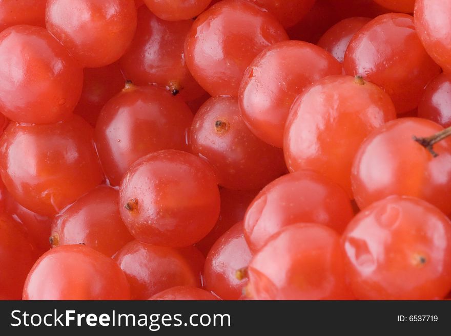 Macro photo bunch of red ashberry. Macro photo bunch of red ashberry