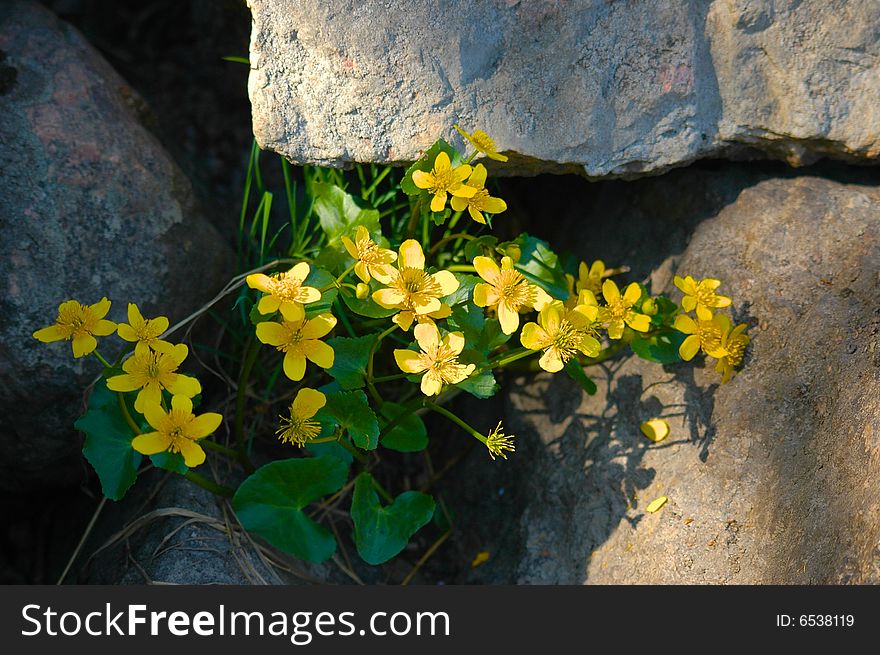 Yellow Flowers On Stone