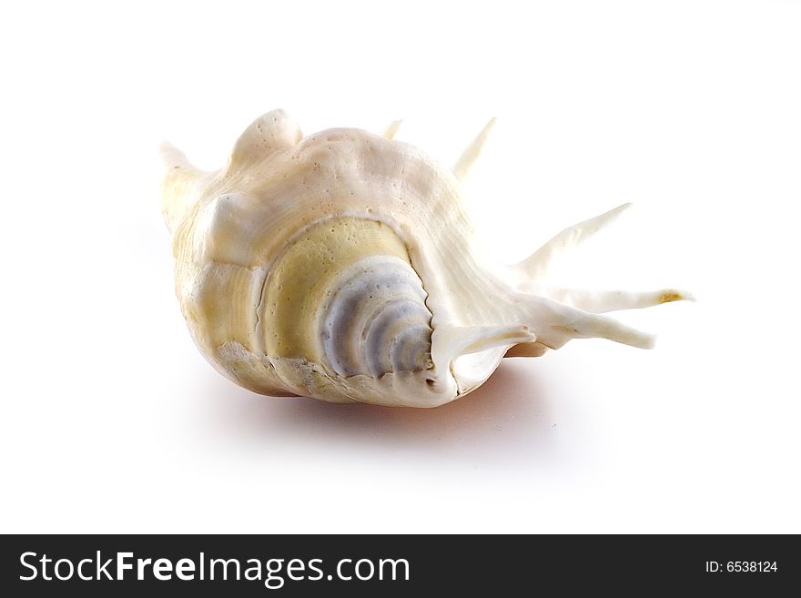 Isolated symmetry sea shell on white background