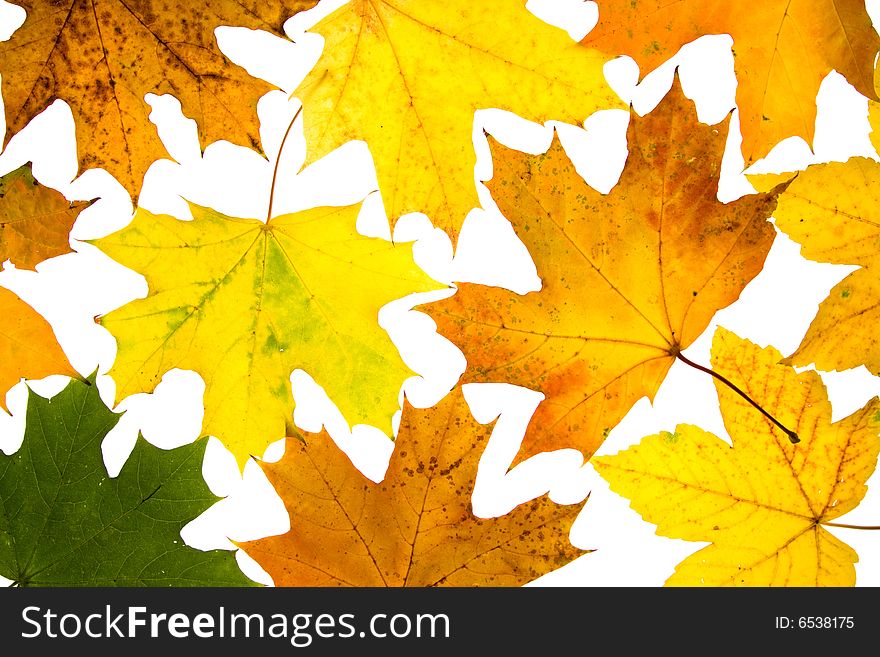 Colorful maple leaves isolated on white background