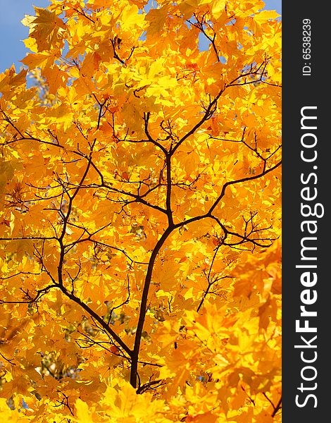 Abstract background. Autumn yellow branch. Sun weather