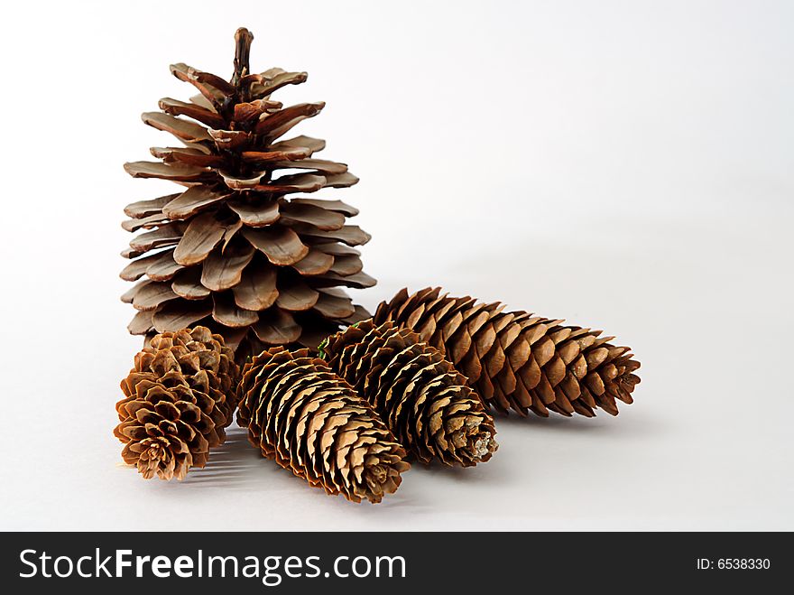 Fir tree and cedar cones isolated