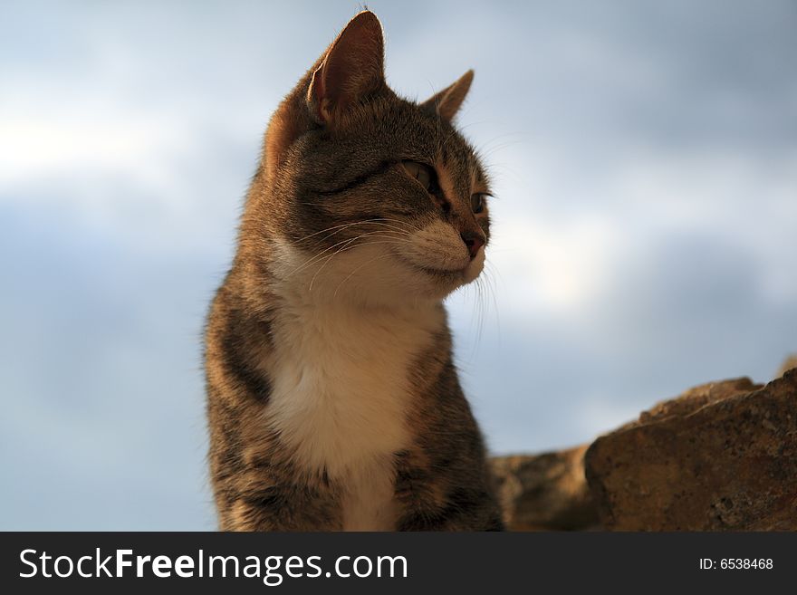 A Young Cat Smiling