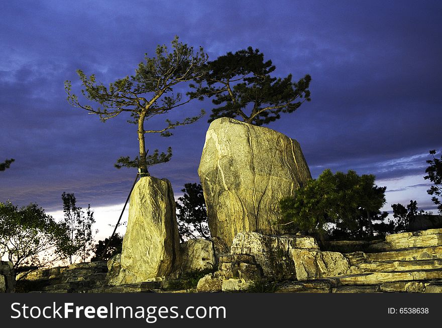 Pine tree and rock in the dusk. Pine tree and rock in the dusk