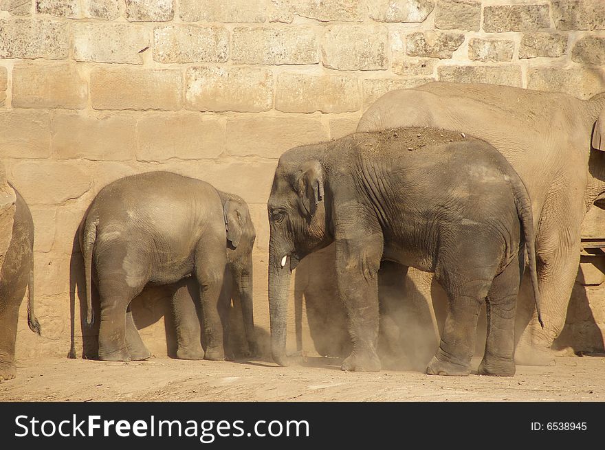 Elephants having a dust bath. Elephants having a dust bath