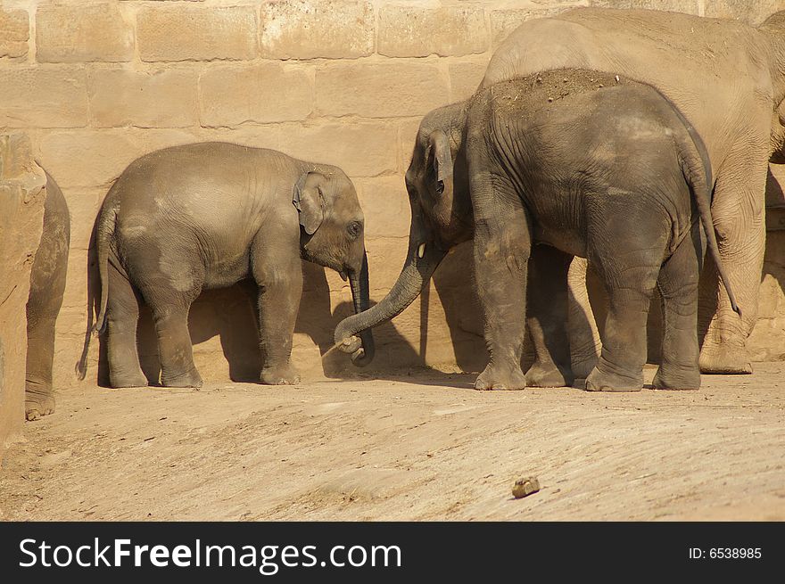 Elephants having a dust bath. Elephants having a dust bath