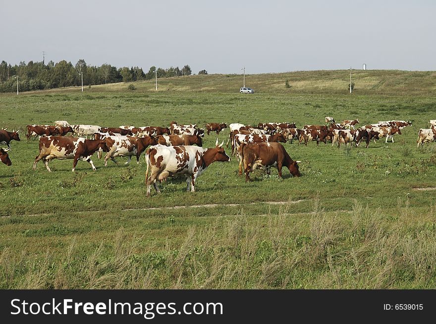 Cows in the field. Summer.