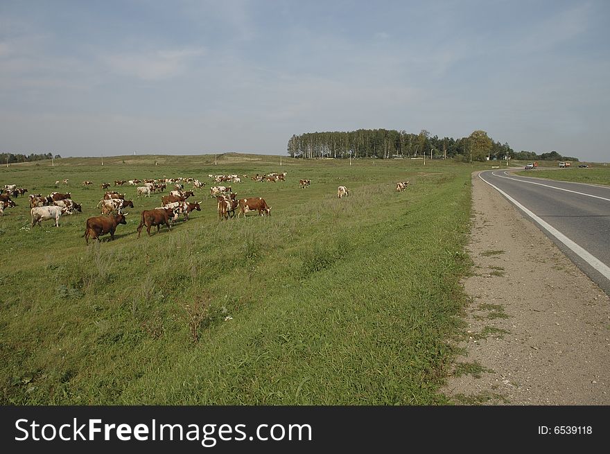 Cows In The Field